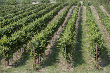 Fototapeta na wymiar vineyards in Italy, with cypresses and some olive trees