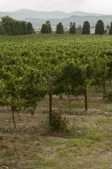 vineyards in Italy, with cypresses and some olive trees