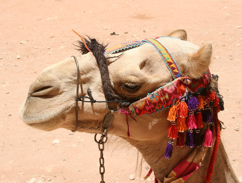Petra, Camel
