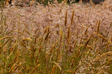 Closeup of infloresences of grass flowers: Holcus lanatus (velvet grass, yorkshire fogg, tufted, or meadow soft grass) and Anthoxanthum odoratum (sweet vernal grass, holy, or buffalo grass). 