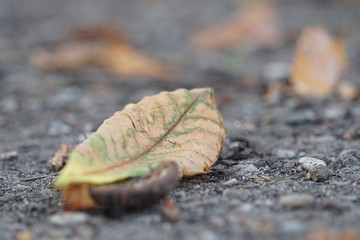 Herabgefallenes welkes Blatt einer Rosskastanie