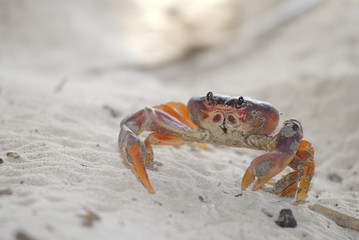 Crab