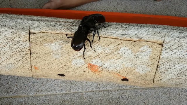rhinoceros beetle fighting on the wood log