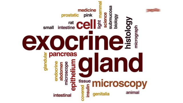 Exocrine gland animated word cloud, text design animation.