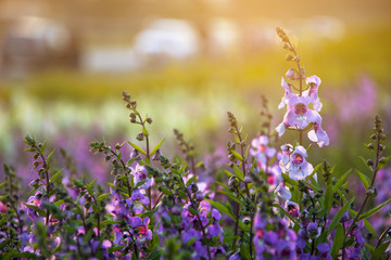 Soft focus of blooming purple-pink Angelonia flower garden with sun light