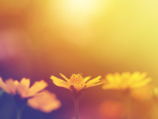 Fototapeta premium Close up small yellow flower blooming with soft style and vintage filter effect.