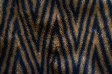Close up an image of Natural fur, white, gray and brown color with black stripes.