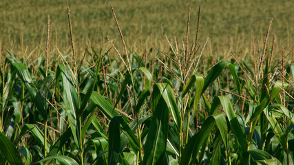 Fototapeta premium トウモロコシ畑