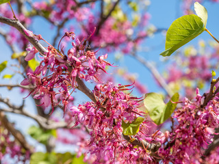Pink flowers under blue sky