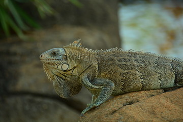 Iguana