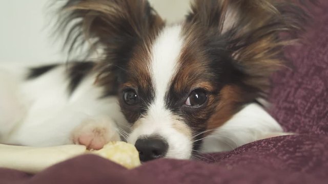 Papillon Continental Toy Spaniel puppy gnaws dried leg of mutton stock footage video