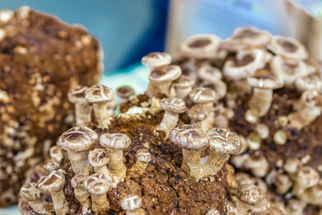 cultivation of mushrooms