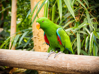 Male eclectus parrot