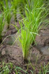 Seedlings of rice