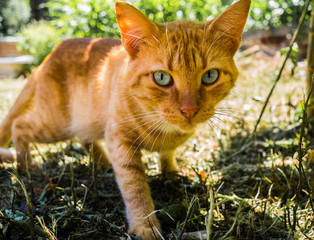 chat roux curieux