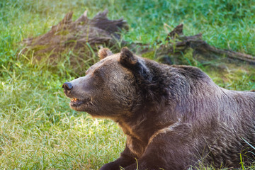 Fototapeta premium Grizzly bear, animal, bear, wildlife, nature