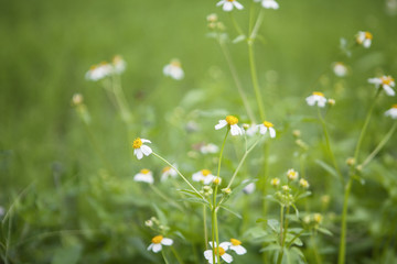 White flowers 