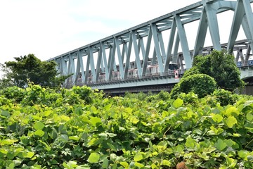 荒川橋梁つくばエクスプレス 小菅駅付近