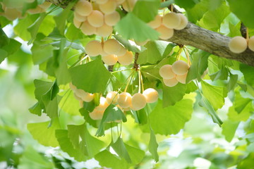 Ginkgo tree with Ginkgo nuts 