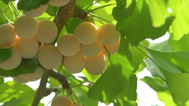 Ginkgo tree with Ginkgo nuts 