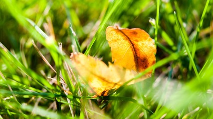 First early autumn yellow leaf on the lawn in the sun