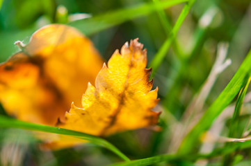 First early autumn yellow leaf on the lawn in the sun