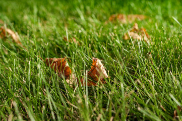 First early autumn yellow leaves on the lawn in the sun