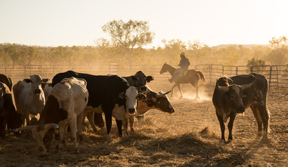 mustering, Kimberley, Western Australia