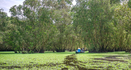 Melaleuca forest in sunny morning with a path melaleuca trees along canal covered with flowers to create rich vegetation of the mangroves. This is green lung that needs to be preserved in nature