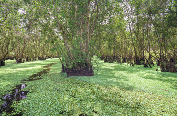 Melaleuca forest in sunny morning with a path melaleuca trees along canal covered with flowers to create rich vegetation of the mangroves. This is green lung that needs to be preserved in nature
