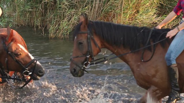 Close-up of two horses swimming in the lake, hit a hoof in the water creating splashes, slow motion.