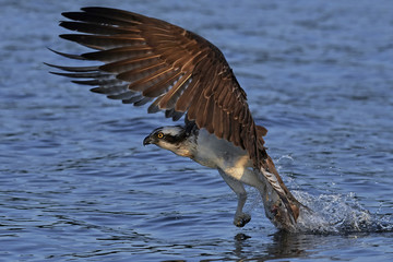 Osprey (Pandion haliaetus)