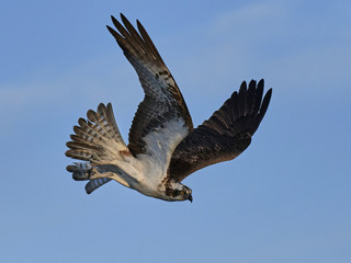 Osprey (Pandion haliaetus)