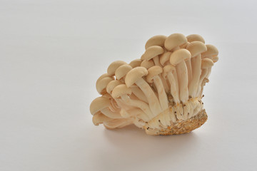 しめじ　白背景
