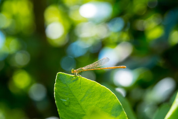 dragonfly