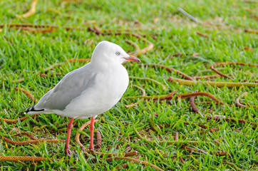 Seagull on dry land - Robe, SA, Australia