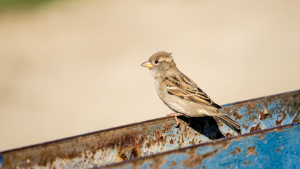 Female House Sparrow Perched on Rusty Metal Structure