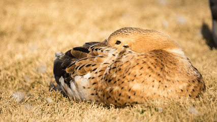 Duck Resting in Dry Grass Field - 171119156