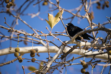 Red-winged Blackbird Perched in Tree - 171119162