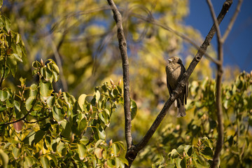 Cowbird Perched in Tree - 171119164
