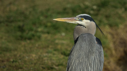 Great Blue Heron Looking Back Over Shoulder - 171119167