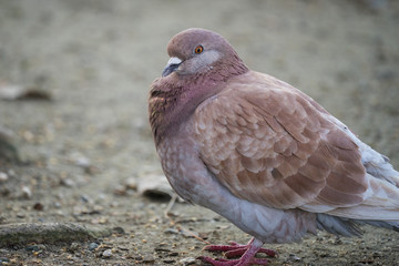 Red Feral Rock Pigeon - 171119174
