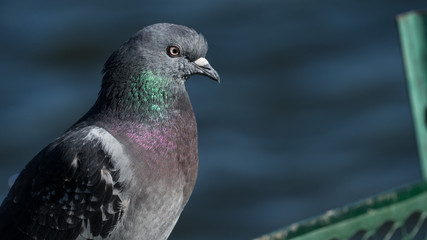 Pigeon Closeup with Blue Water Background - 171119175