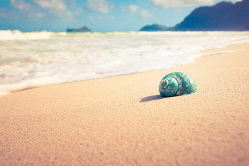 Fototapeta na wymiar Beach holiday. Closeup of shell on beach. 