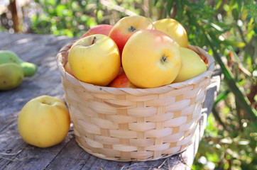 sweet apples and basket. harvest apples.