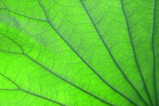 close up of detail of lotus flower leaf texture