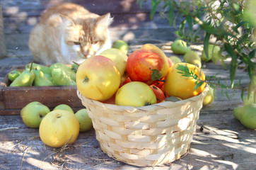 sweet apples and basket. harvest apples.