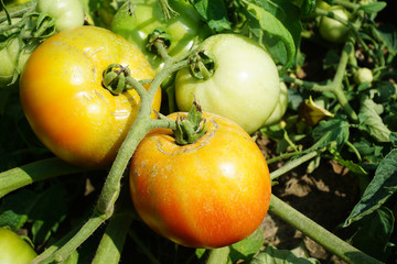 closeup on growing tomatoes in the farm field