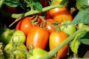 closeup on growing tomatoes in the farm field