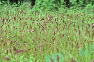 ムラサキエノコロ